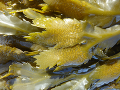 Fucus serratus