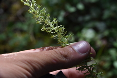 Platanthera transversa