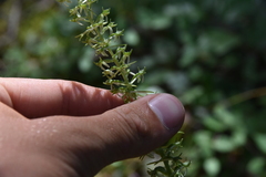 Platanthera transversa