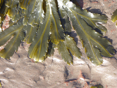 Fucus serratus