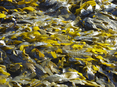 Fucus serratus