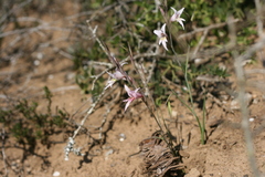 Gladiolus involutus