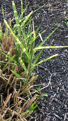 Stenotaphrum secundatum