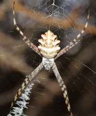Argiope lobata
