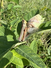 Melanoplini
