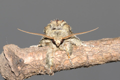 Peridea anceps