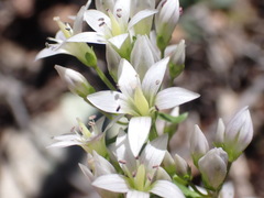 Gentianella microcalyx