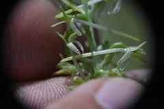 Platanthera transversa