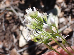 Gentianella microcalyx