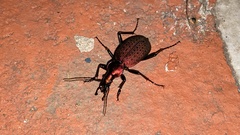 Carabus smaragdinus