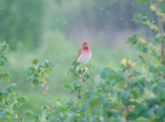Carpodacus erythrinus