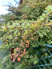 Berberis vulgaris
