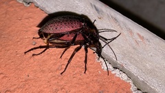 Carabus smaragdinus