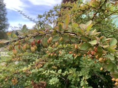 Berberis vulgaris