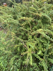 Berberis vulgaris