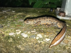 Triturus carnifex