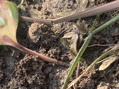 Gelastocoris oculatus