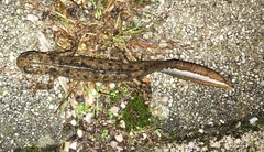 Triturus carnifex