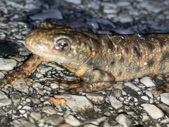 Triturus carnifex