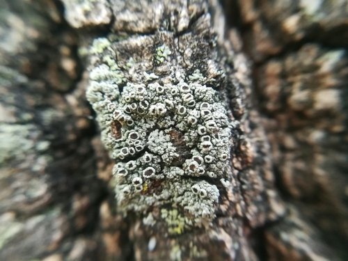 Lecanora horiza image