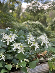 Clematis