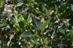 Crataegus gaylussacia