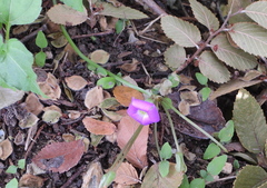 Oxalis drummondii