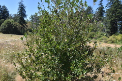 Crataegus gaylussacia