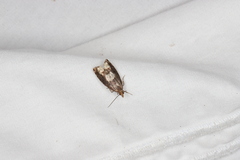 Epinotia trigonella