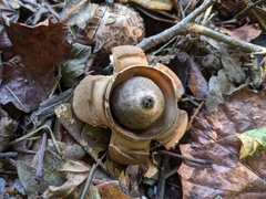 Geastrum triplex