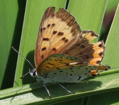 Tharsalea hyllus