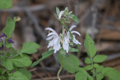 Monarda pectinata