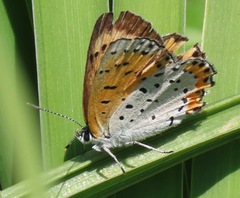 Tharsalea hyllus