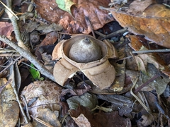 Geastrum triplex