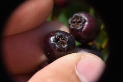 Crataegus gaylussacia