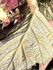 Aculeastrum americanum