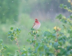 Carpodacus erythrinus