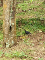 Turdus merula azorensis