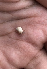 Coenobita