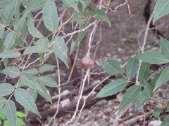 Ungnadia speciosa