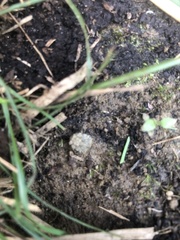 Gelastocoris oculatus