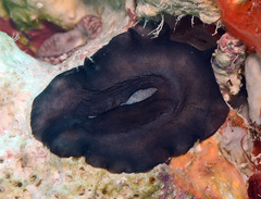 Scutus