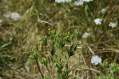 Madia glomerata
