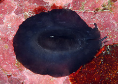 Scutus