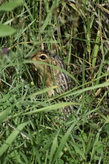 Ictidomys tridecemlineatus