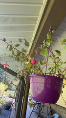 Fuchsia × hybrida