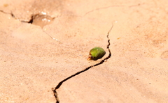 Ostracoda
