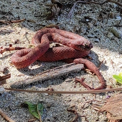 Bothriechis schlegelii