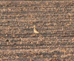Bartramia longicauda