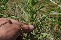 Madia glomerata